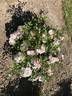 Sternenhimmel rose photo