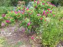 Joasine Hanet rose photo