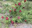 James Mason rose photo