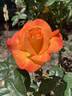 St. Margaret's rose photo