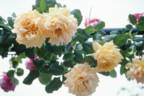 Souvenir de Claudius Pernet, Cl. rose photo