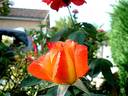 Lindaraja rose photo