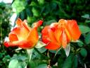 Lindaraja rose photo