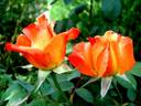 Lindaraja rose photo