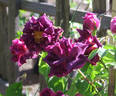 Blue Boy rose photo