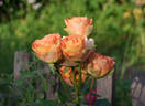 Sheila MacQueen rose photo