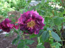 Blue Boy rose photo