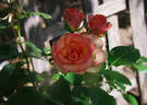 Sheila MacQueen rose photo
