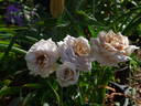 Café Olé rose photo