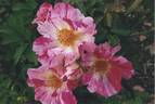 Wow rose photo