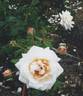 SOMmbuff rose photo