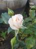 Colby School rose photo