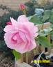 Horatio Nelson rose photo