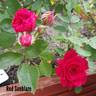 Red Sunblaze rose photo
