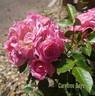 Carefree Days rose photo