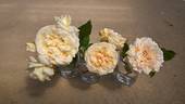 Kootenay rose photo