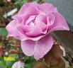 Nimbus rose photo