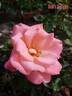 Deb's Delight rose photo