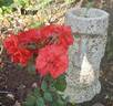 Warrior rose photo