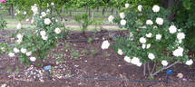 Kootenay rose photo