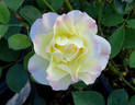 Easter Basket rose photo