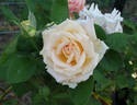 Elfi von Dassanowsky rose photo