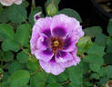 Eyeconic ® Plum Lemonade rose photo