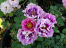 Eyeconic ® Plum Lemonade rose photo