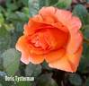 Doris Tysterman rose photo