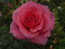 Delightful rose photo