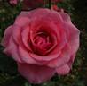 Delightful rose photo