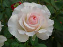 Ginger Hill rose photo