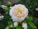 Ginger Syllabub rose photo