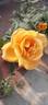 Bronze Star ™ rose photo