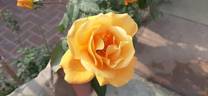 Bronze Star ™ rose photo