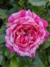 Raspberry Cream Twirl rose photo