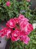 Raspberry Cream Twirl rose photo