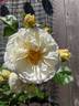 Clarence House rose photo