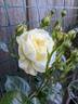 Clarence House rose photo