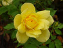 Golden Charm rose photo