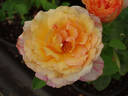 Halloween rose photo