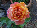 Halloween rose photo