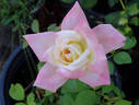 Helen Naudé rose photo