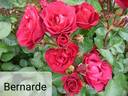 Bernarde rose photo
