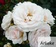 Arlieke rose photo