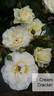 Cream Cracker rose photo