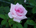 Steppin' Out rose photo