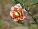 Brownie rose photo