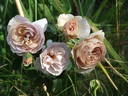 Laika rose photo