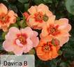 DICscifi rose photo